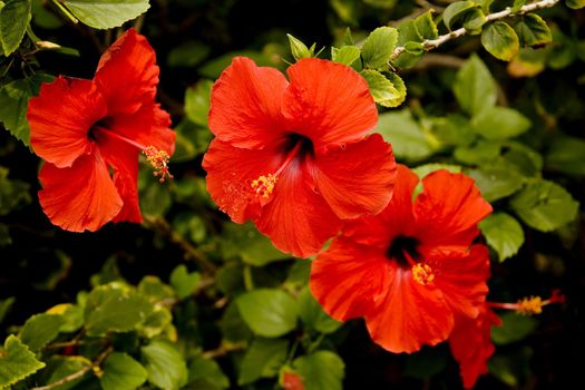 Red hibiscus flowers in a row horizontal orientation.