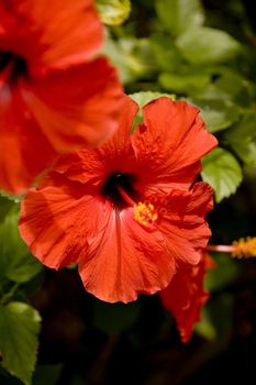 Red Hibiscus flowers with green leaves in the background