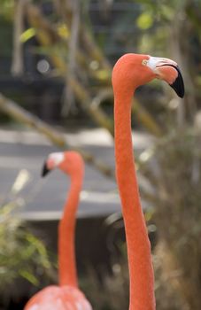 Two Flamingos minding their own business
