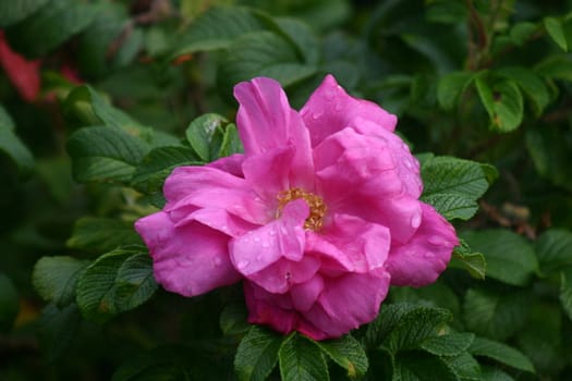 Flower of rosehip