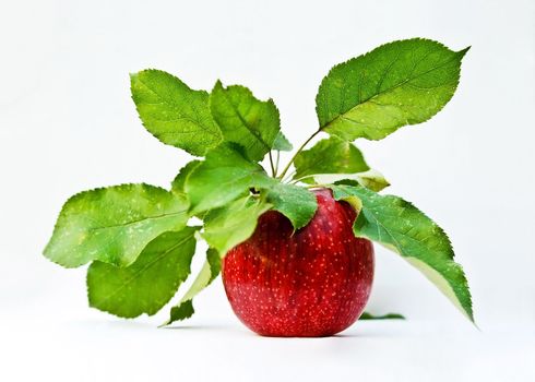 Organic Apple - isolated