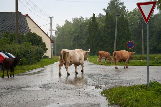 Shot of the bull on the run