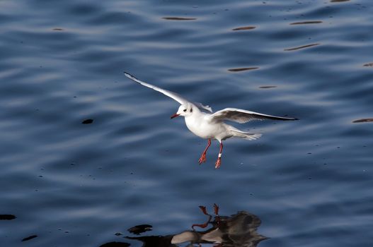 Shot of the flying gull - laughing gull