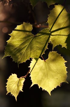 Detail of the leaves of the grapevine in the back lighting - cultivation of the vine