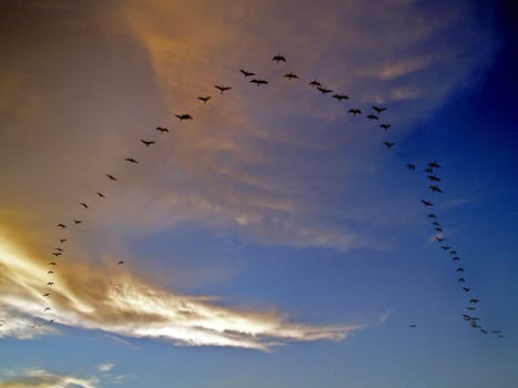 Flying birds in alignment, in formation, at sunset.