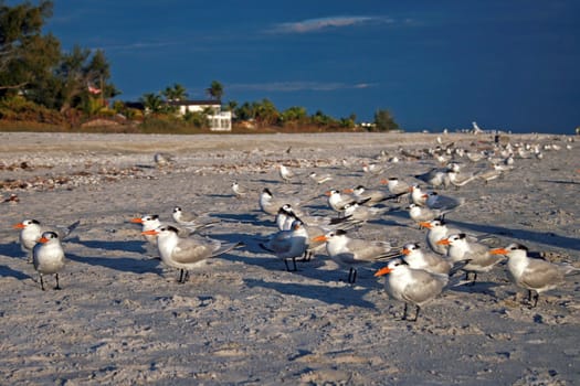 A group of birds standing on a beach.