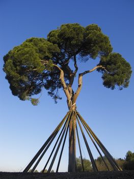 Pi de Xandri, ecological symbol in Collserolla Park in Barcelona, Spain