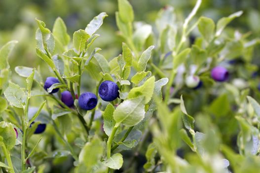 Close-up of the blueberry shrubs - forest product