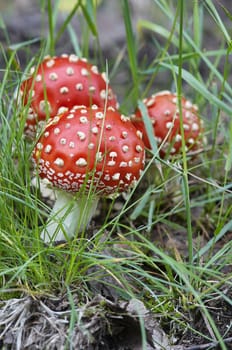 Detail of the fly poison amanita - poisonous mushroom