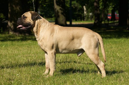 Bullmastiff Dog 

