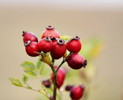 Image of the branch of wild brier with rose hips - autumn fruits - medical plant