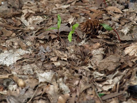 Green sprouts push up through the winters ground, spring is in the air.