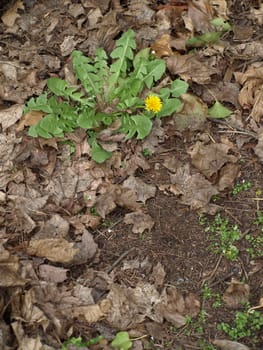 A yellow dandelion sprouts at the beginning of spring.