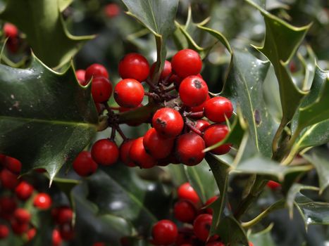 Beautiful red berries stand out vividly against the natural green of the holly leaves.