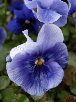 Macro image of a blue pansy taken outdoors in the garden.