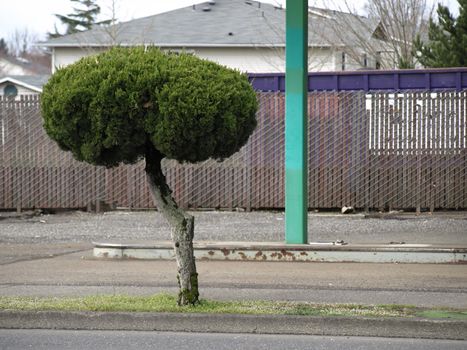 A manicured shrub shaped to grow like a tree on the side of an urban road.