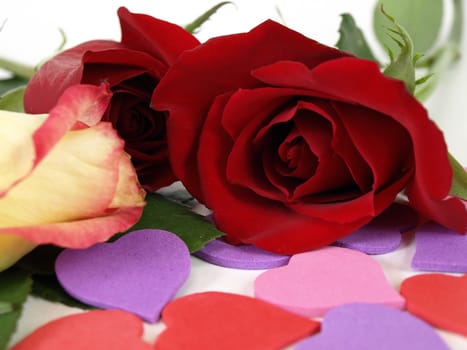 A white rose with red tips and two red roses among heart shapes. Over white.