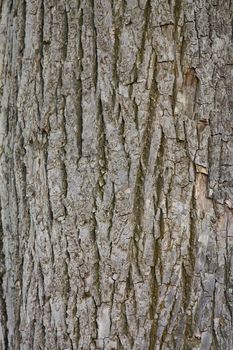 Close up of the chestnut bark texture