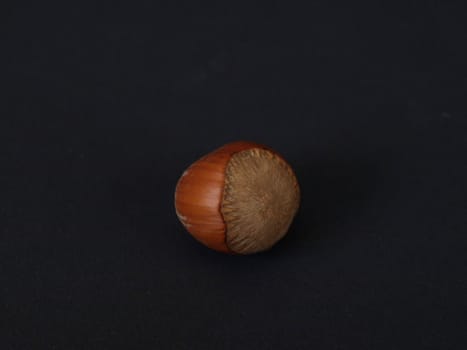 A solitary hazelnut isolated against a black background.