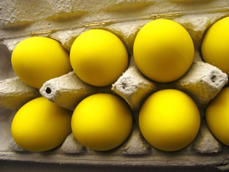 transgenic eggs in a modern kitchen