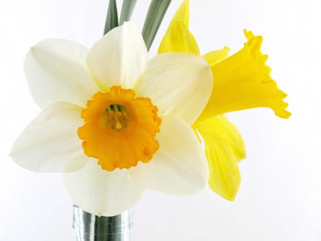 A yellow and white daffodil over a white background.