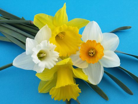 Beautiful yellow and white narcissus daffodils arranged over a blue background.