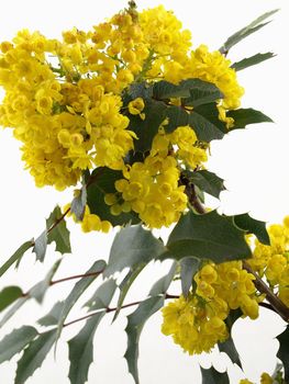 Yellow Mahonia Blossom isolated on a white background