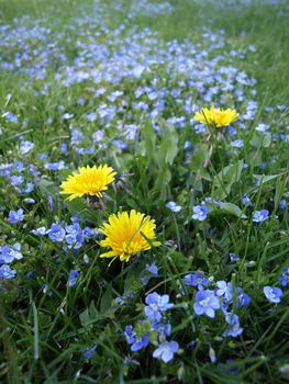 Yellow Dandelions in a blue field of Forget Me Nots