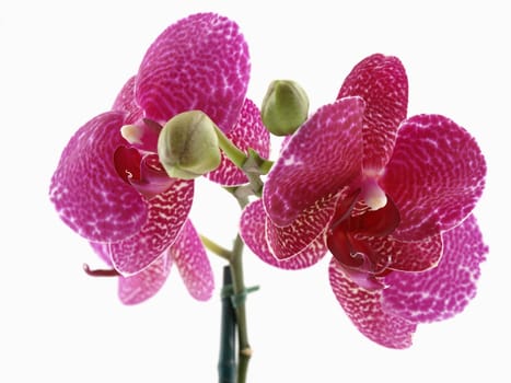 A beautiful blooming phalaenopsis orchid over a white background.