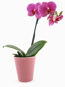 A beautiful blooming phalaenopsis orchid in a pink pot over a white background.