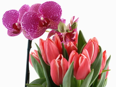 A phalaenopsis orchid and a bouquet of pink tulips over a white background.