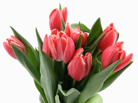 Beautiful pink tulips in a bunch over a white background