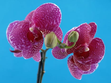 A phalaenopsis orchid blossom over a blue background.