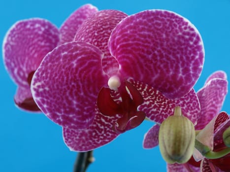 A phalaenopsis orchid blossom over a blue background.