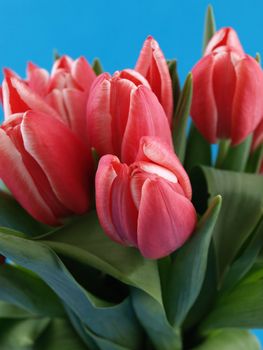 Beautiful pink tulips in a bunch over a blue background.