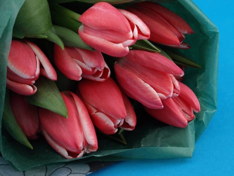 Beautiful pink tulips in a bunch over a blue background.