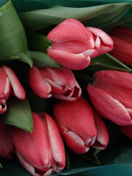 Beautiful pink tulips in a bunch surrounded by green leaves.