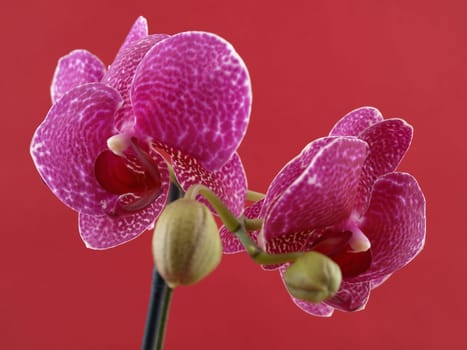 A beautiful purple orchid bloom contrasting over a red background.