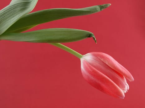 A single pink tulip over a red background