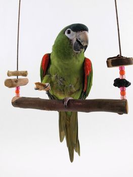 Miniature Noble Macaw on an isolated white background, eating a cracker.