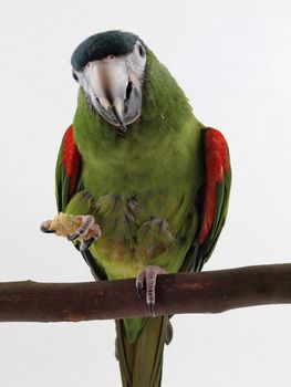 Miniature Noble Macaw on an isolated white background, eating a cracker.