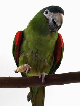 Miniature Noble Macaw on an isolated white background, eating a cracker.