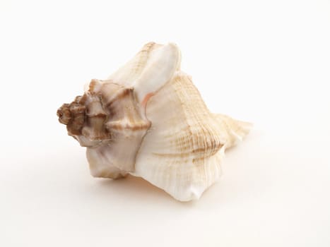 A single sea shell isolated on a white background.