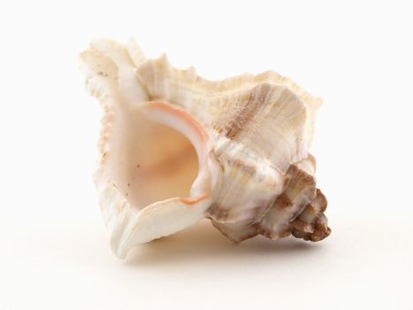 A single sea shell isolated on a white background.