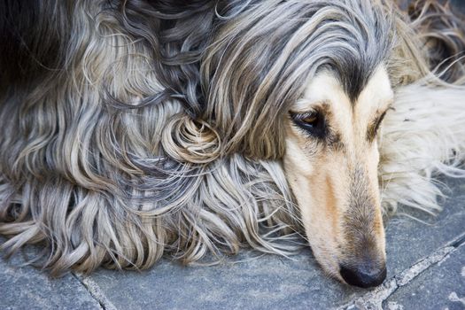 beauty afghan dog relaxing at the Tuscany in Italy