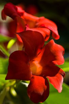 Beautiful red blooming dipladenia flowers in summer sun