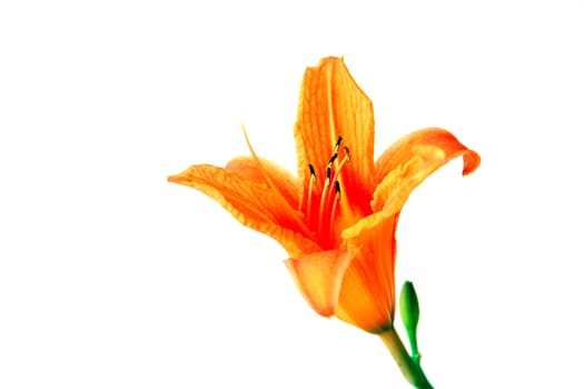 an orange day lilly isolated on a white background with a shallow depth of field.  Copy space available.