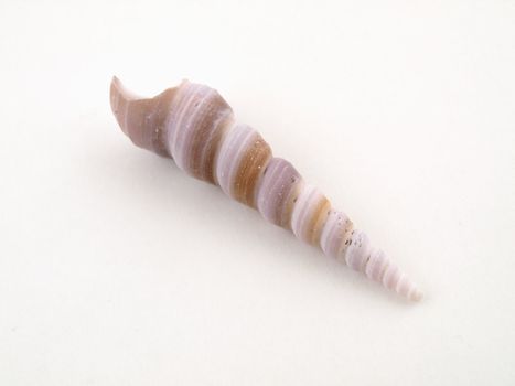 A single sea shell isolated on a white background.