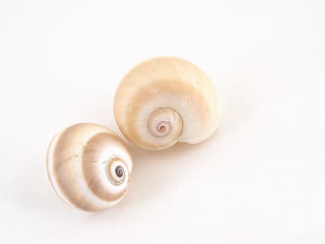 Studio isolation of two sea snail shells on white.