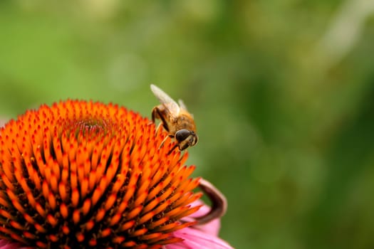 Honey Bee on a purple cone flower with a shallow depth of field and room for copy space.